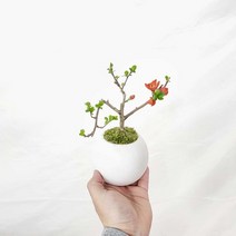 홍 장수매 매화 미니 애기 나무 도자기 분재 심플 친구 지인 선물 화분