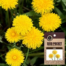 민들레 씨앗 (1000립) 민들레씨앗 해바라기씨앗, 1개