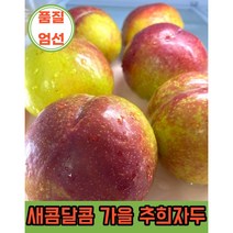 추희자두 1kg 2kg 5kg 새콤달콤 가을자두 국내산 산지직송 품질 엄선 햇자두 왕자두 Plum, 1kg 대과 (9~10과), 1개