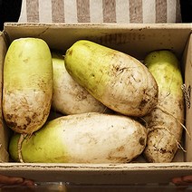 방아 제주무 제주월동무 겨울무 제주무우 무제철 5kg 10kg, 아침무 10kg