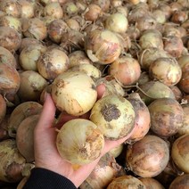23년 양파 국내산 햇양파 작은크기 양파(소), 1박스, 양파 소 20kg
