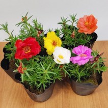 채송화 겹 채송화 12개 세트 꽃 색깔이 다양한 채송화 모음, 겹채송화12개