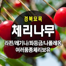 [경북농원] 체리나무묘목 신품종 자가수정 (라핀/레기나/좌등금/나폴레옹등등) 접목묘, 라핀(자가수정) 접목  중묘