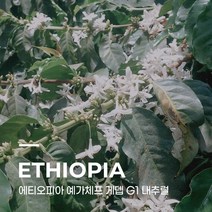 [생두] 에티오피아 예가체프 게뎁 G1 내추럴 5kg