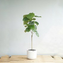 플라워바인 특대형 아레카야자 화이트폴리스톤 라운드화분 카페 호텔 사무실 인테리어식물, 필요없음, 바퀴형+8천원