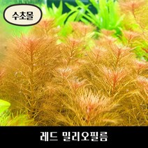 레드 밀리오필름 (3촉) 초보자수초 자연수초