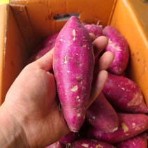 햇 고구마 꿀고구마 특상품 최상품, 5kg