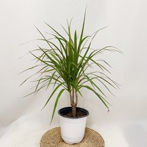 마지나타, 1개