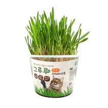 힐링타임 그루루 재배세트 캣그라스 보리 귀리 캣닢 고양이 헤어볼 캣닢 화분 키우기