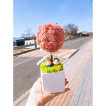스칸디아모스 토피어리 화분 집들이 개업용 선물 캘리그라피화분, 스프링그린(연두)