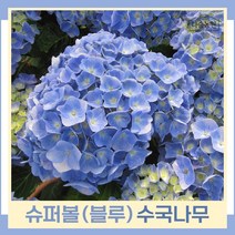 수국나무 묘목 지속개화수국 정원수국 엔들레스썸머 슈퍼볼 블루 15cm포트묘 1개