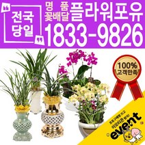 동양란 서양난 서양란 동양난 승진축하 인사이동 고급 난배달, (선택48)천초