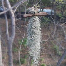 러브코리아 틸란드시아 괴목 집에서키우기쉬운식물, 단품