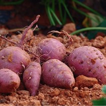 해남 산이 꿀고구마 특상 10kg 5kg 3kg 1박스 생산자 산지 직송, 특상 5kg (개당 120g~300g)