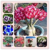 어버이날 사막 장미 국화 백합 모란 수국 수련 오스만 투스 재스민 무화과 맨드라미, 01 5PCS-adenium-MIX