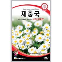 세계 제충국 씨앗 다년생 아스타 달마시안 살충제 국화과 봄 여름 가을 꽃씨 종자, 고산물망초