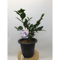 서향동백 검정중화분 외동백 향기