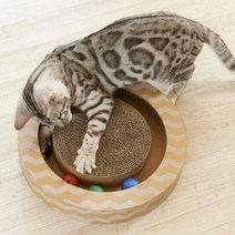 고양이 캣닢 공놀이 원형 스크래쳐 반려묘 아지트, 단품, 엘림헬스케어81 본상품선택