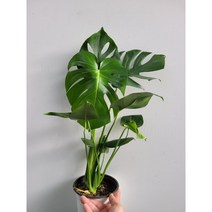촉수여러촉 몬스테라델리시오사 중품 40~60cm 99, 1개