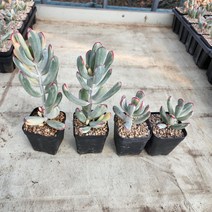다육식물 (원종복랑금 (중)(대) 사이즈), 중