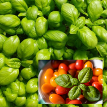 바질모종 12포기 스위트바질, 1개