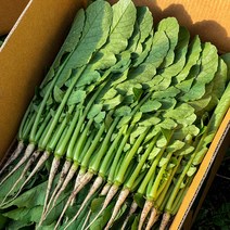 포천 싱싱팜 아삭 싱싱 어린 열무, 1개, 어린열무 6kg