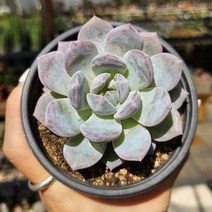 먼로 다육식물 용인수다육 국민다육이, 1개