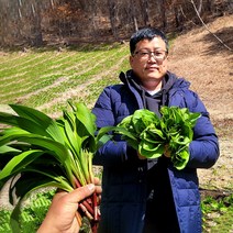 강원도 홍천 고산지대 생 산마늘 명이나물 1kg 딱한철 울릉도종 명의 절임 장아찌 반찬 봄, 단품