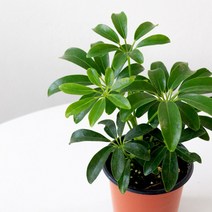 공기정화식물 미니 홍콩야자 소품 중품 모종 관엽식물 마이플랜트 식물키우기 기본 포트 식물, 소품 1개