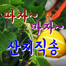 [성주참외] 꿀먹고 자란 아삭달콤한 성주참외.. 산지직배송, 1박스, 03.가정용 참외 2kg 소과