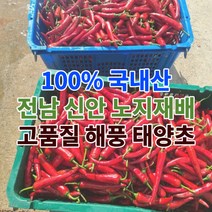 전남 신안 고추 건고추 햇고추 태양초고추 마른고추 5근 10근 3kg 6kg, 100%태양초고추x3kg