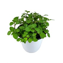 식용 허브 로즈마리 바질 애플민트 허브키우기 화분 분갈이 민트, 07_박하(중품)