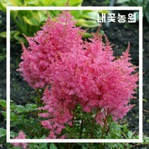 내꽃농원 아스틸베 유니크 핑크 3~5분얼 숙근