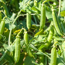 완두콩 채소 씨앗 껍질 품종 종자 풋 500g 정원꾸미기 종묘사 _ 22092786EA, 쿠팡 자비샵 본상품선택