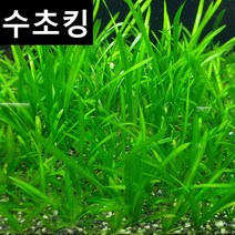 수초맛집 수초킹 키우기 쉬운 초보수초 발리스네리아 베이비리프, 10개