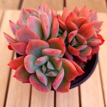 러우철화 키우기 쉬운 예쁜 다육식물 랜덤1-40
