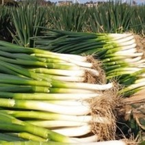 깐깐한대파 (깐깐한 대파)국내산 용인 이천 여주 깐대파 국산대파 5kg 10kg, 손질대파(뿌리없음)_10kg