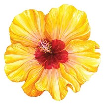 Hester & Cook식탁용 꽃 종이 플레이스 매트 - 봄 여름 시즌용 원형 목련 일회용 패드 당 12장 미국산, Hibiscus