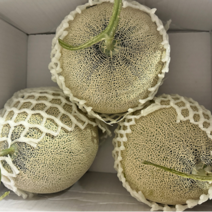 나주 당도보장 세지 멜론 메론 세론이 파파야메론, 세지메론 특품 2수 2.5kg내외, 1개