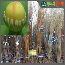 복숭아 나무 묘목 백도 왕복숭 아삭이백도