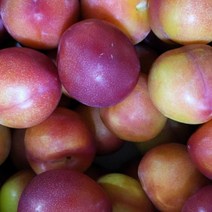 김천 대석 자두 3kg 상, 1, 상세페이지 참조