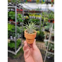 미니토분이오난사 세트상품 최상급19