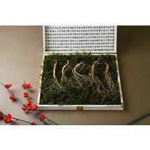 강원 진삼애 산양삼 5-6년근 5뿌리