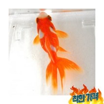 [신세계수족관] 오란다 금붕어 4~5cm 1마리