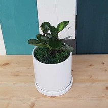 먼지먹는 실내공기정화식물 홍페페