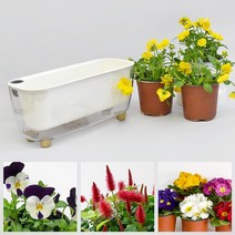 우리집 꽃밭 화분 + 꽃모종 3개 세트, 팬지 옐로우 3개