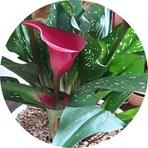 카라꽃 칼라꽃 플랜테리어, 적색, 1개