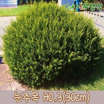 착한가격나무생각 눈주목 H0.3 (30cm) 1주