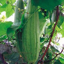 천연 박과 천연 수세미 씨 종자 식물 씨앗 품종 20립, 10개