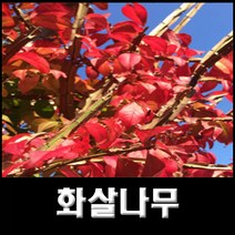 없음 화살나무, 1개